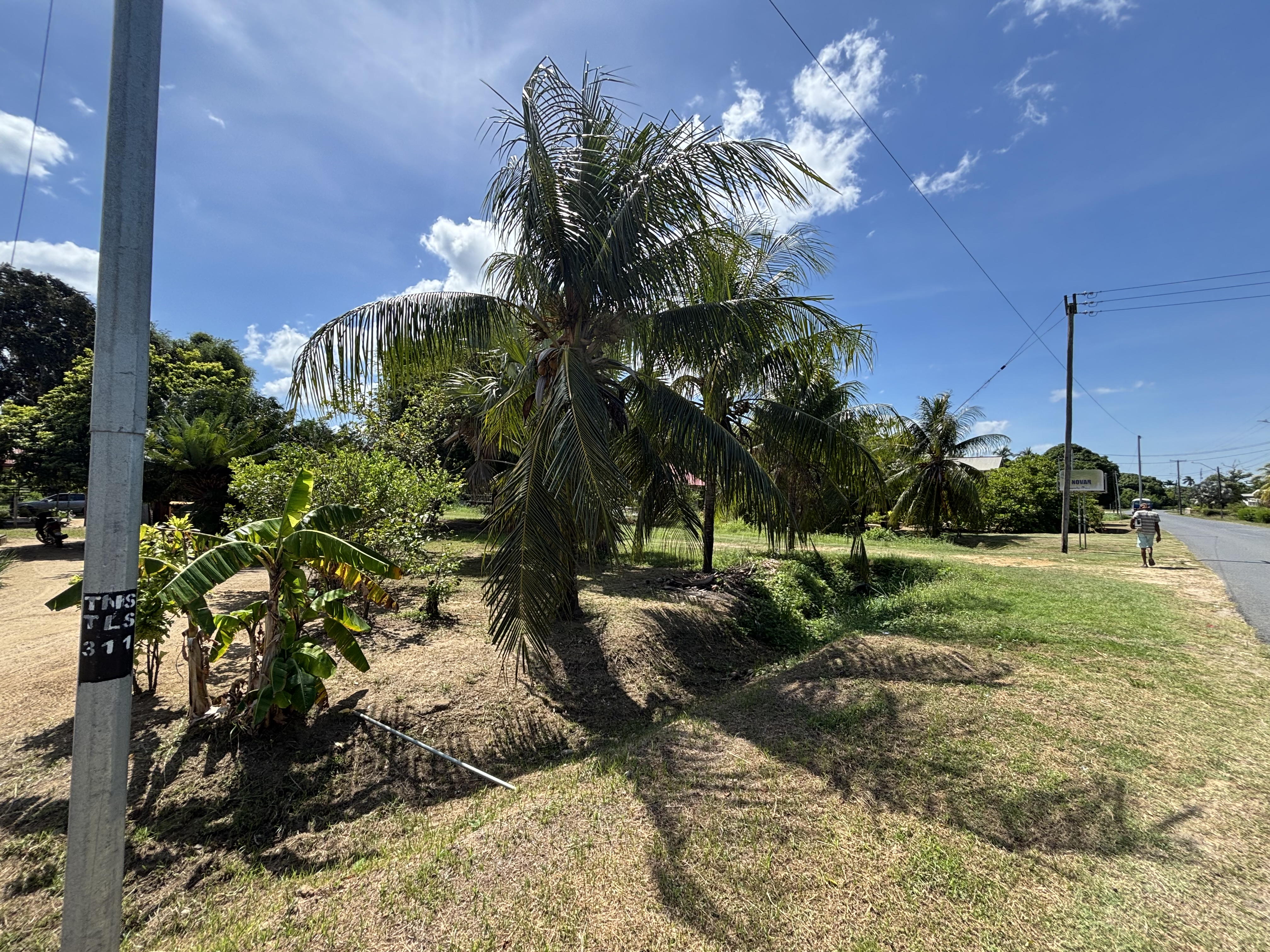 De palmen van Coronie